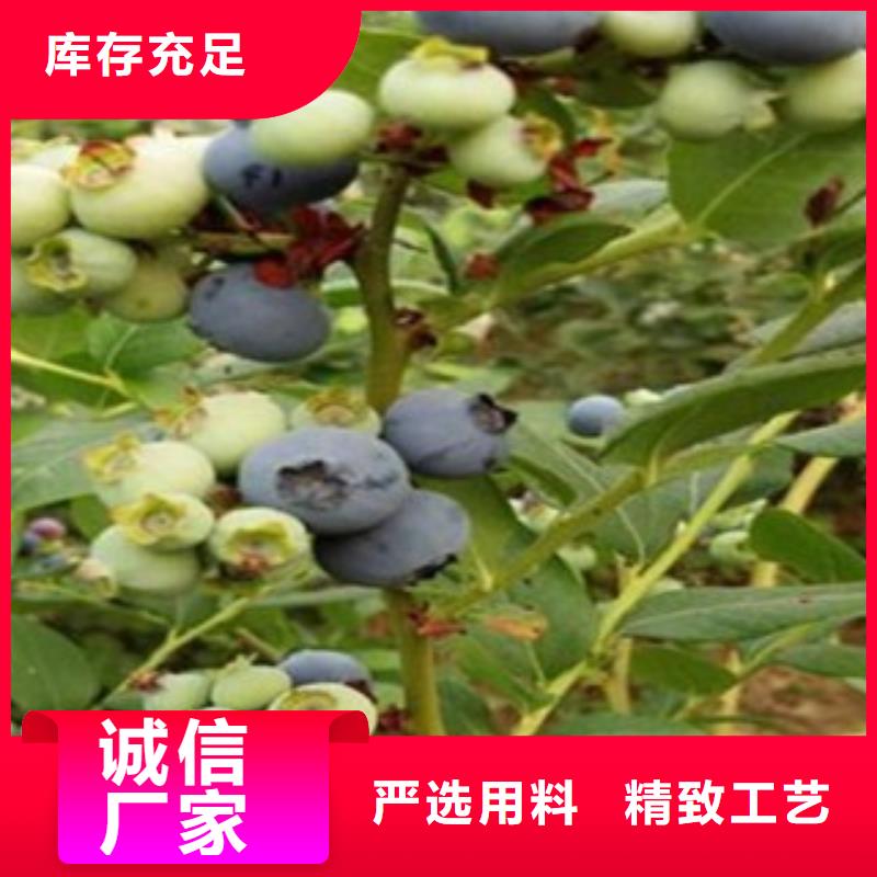 蓝莓苗李子苗随心所欲定制