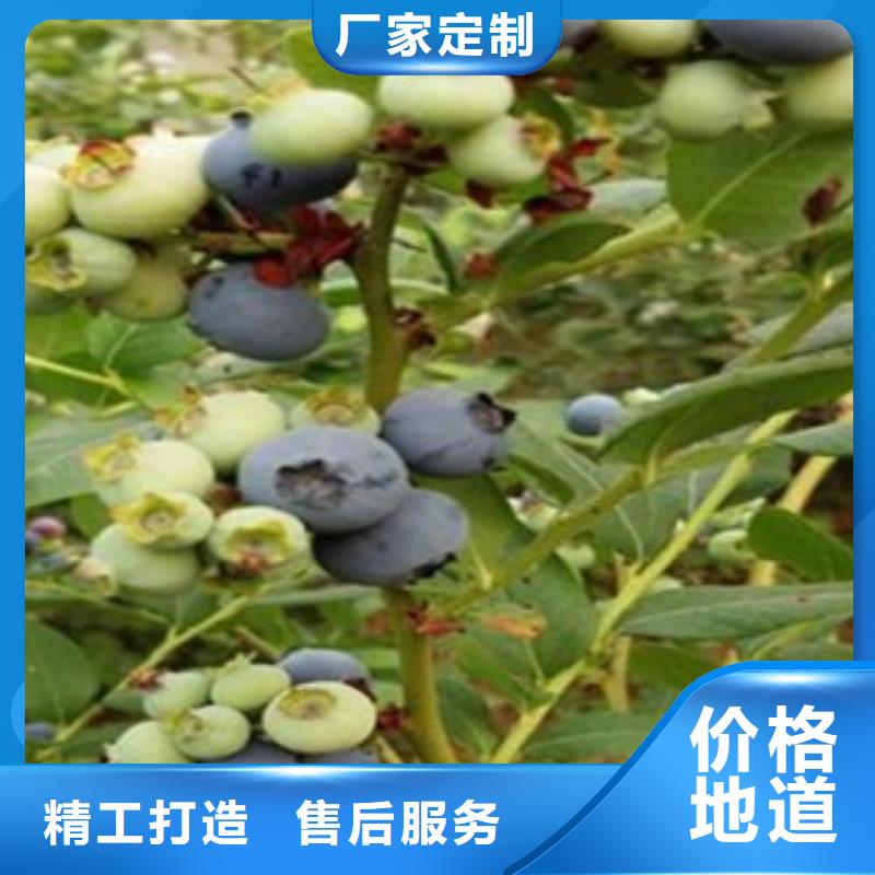 藍莓苗嚴格把關質量放心