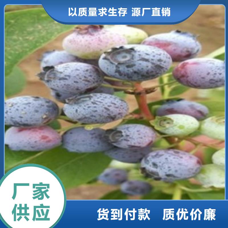 藍莓苗板栗苗生產廠家