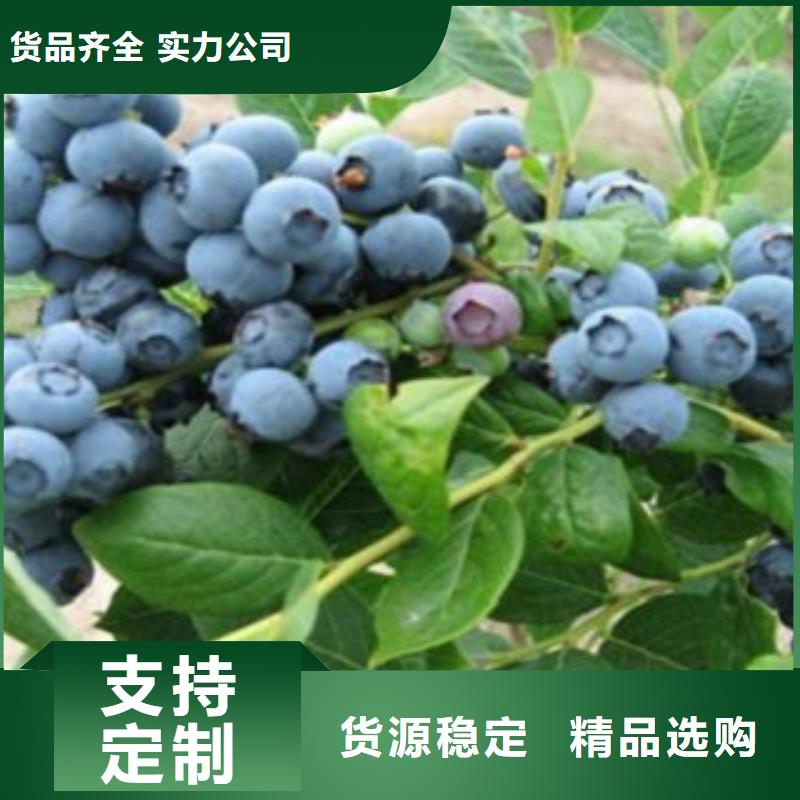 藍莓苗李子苗質量優選