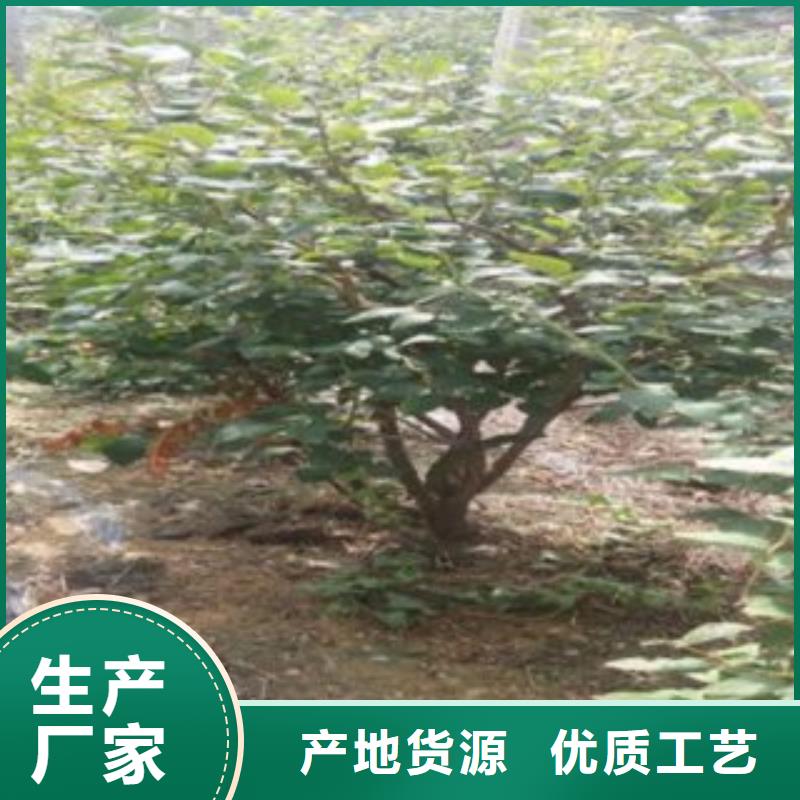 藍莓苗花椒苗自有生產工廠