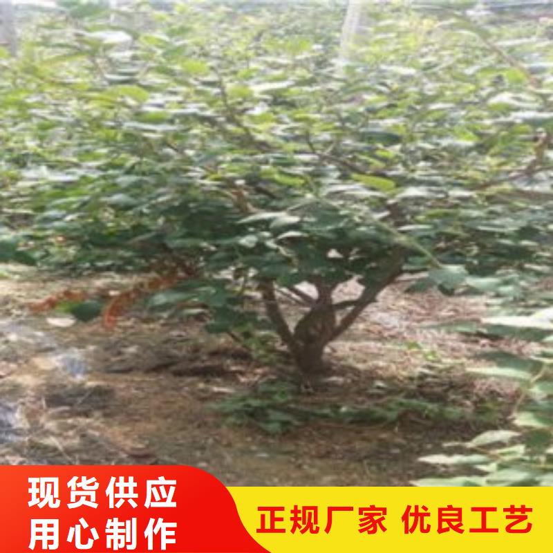 蓝莓苗李子苗随心所欲定制