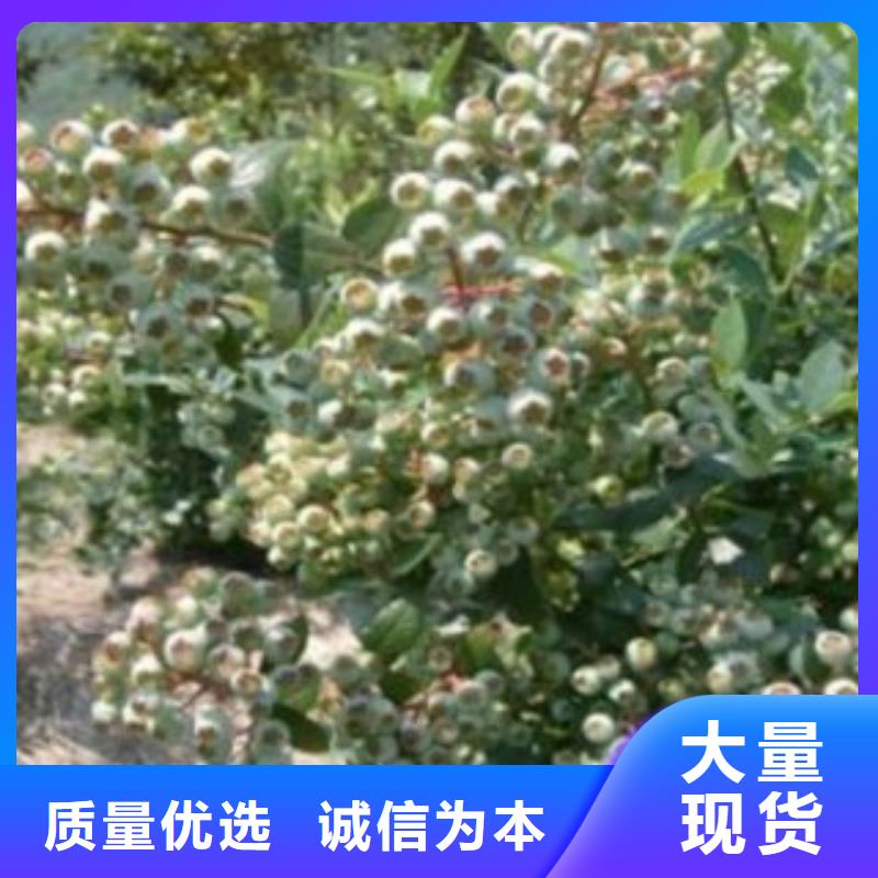 咨询[兴海]蓝港蓝莓树苗品种介绍