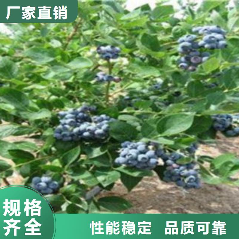 产品性能兴海 蓝莓苗品质优选