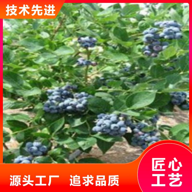 采购《兴海》蓝金蓝莓树苗种植方法及时间
