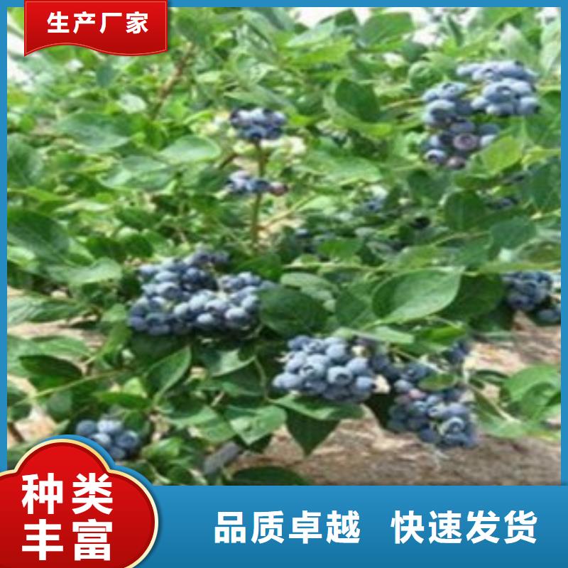 追求品质<兴海>蓝莓苗-板栗苗物流配送