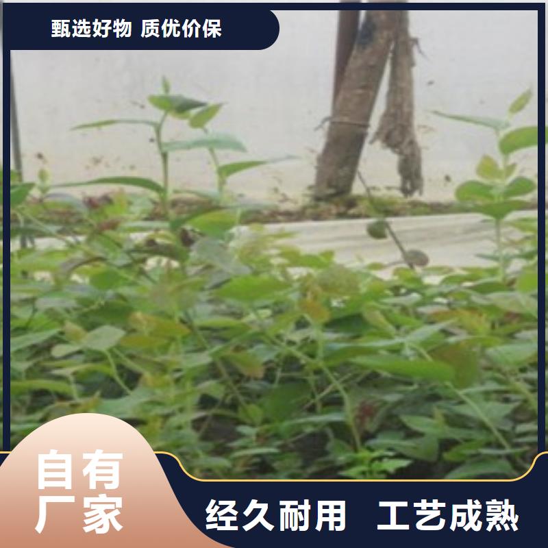 打造好品质(兴海)巨人蓝莓树苗种植方法
