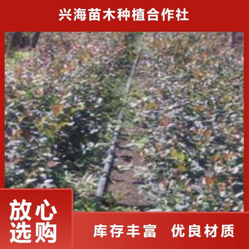 选购【兴海】兔眼蓝莓树苗品种