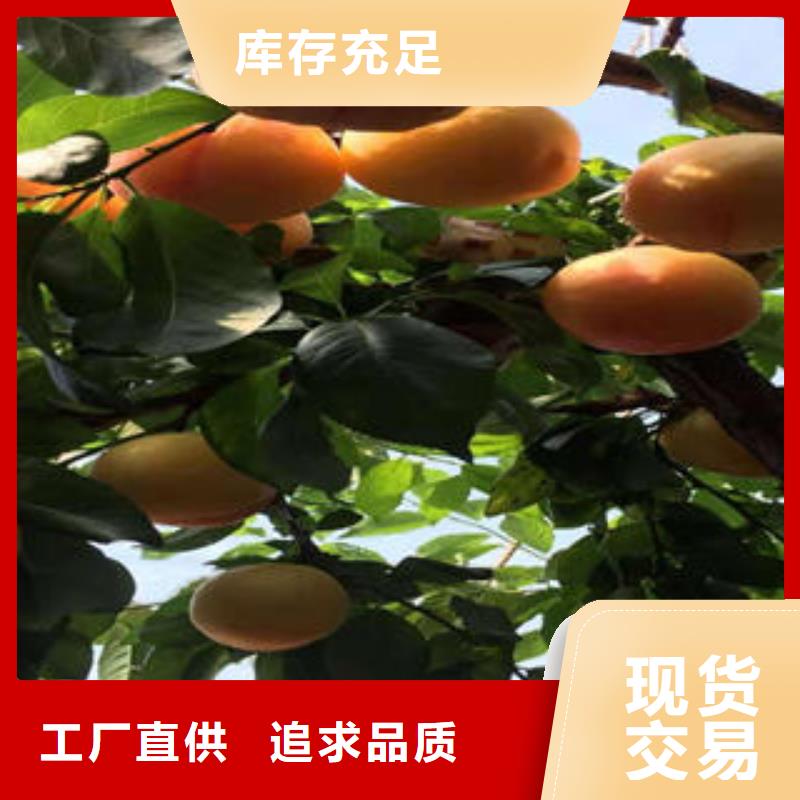 【李子苗花椒苗實力才是硬道理】