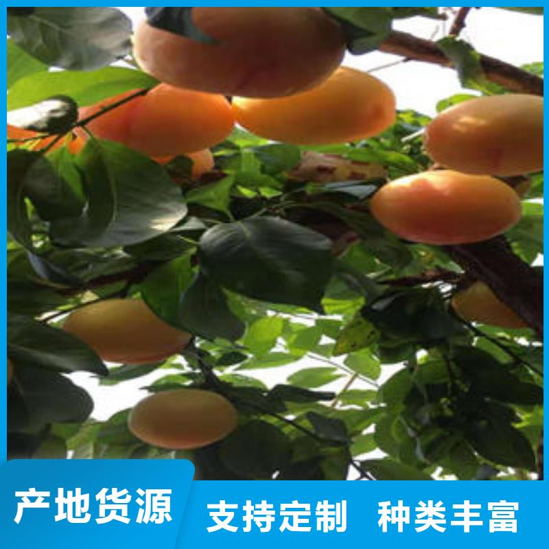 【李子苗】桃樹苗市場報價