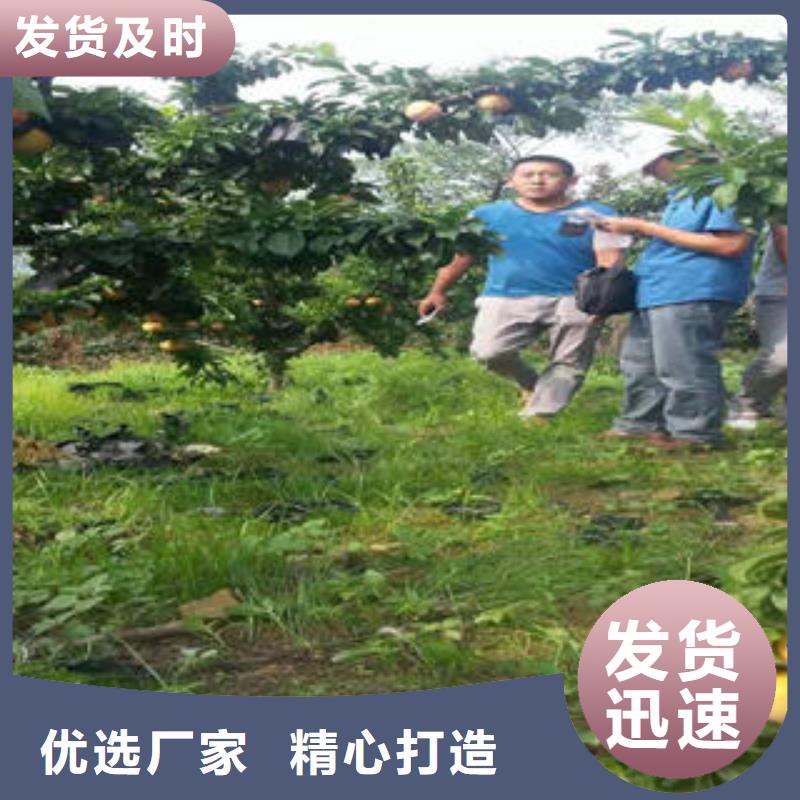 李子苗葡萄苗值得買