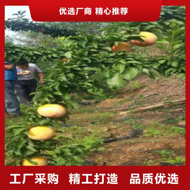 李子苗_桃樹苗專業生產團隊