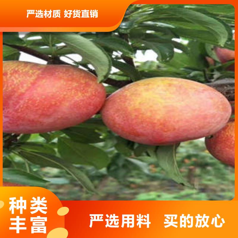 李子苗源頭廠家量大價優