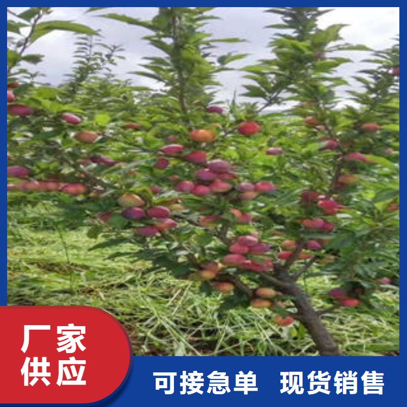 李子苗_桃樹苗專業生產團隊