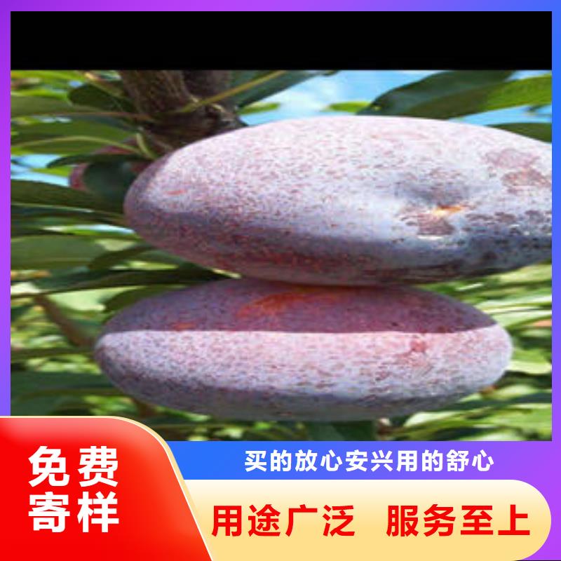 李子苗-核桃苗多種規格可選