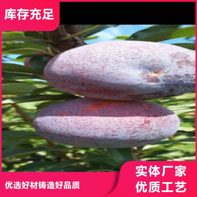 李子苗梨樹苗合作共贏