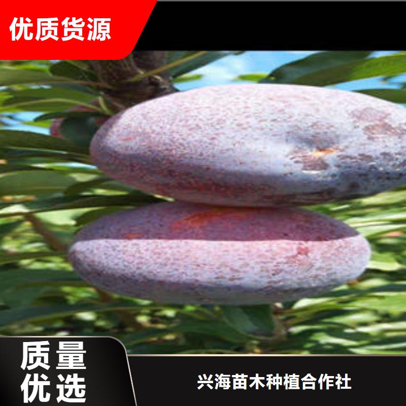 李子苗山楂苗有口皆碑