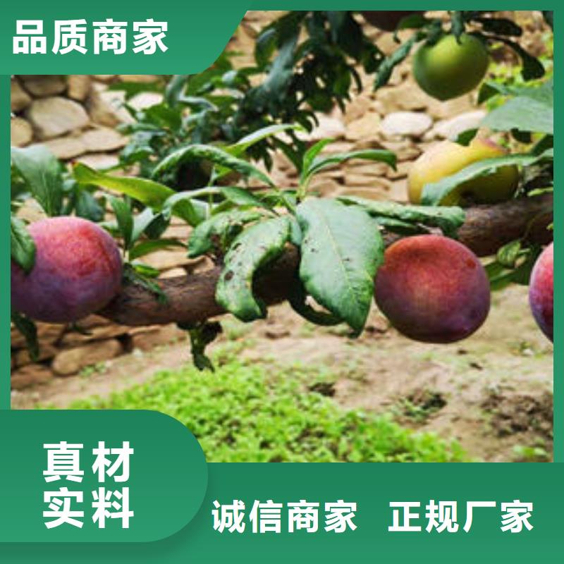 李子苗山楂苗有口皆碑