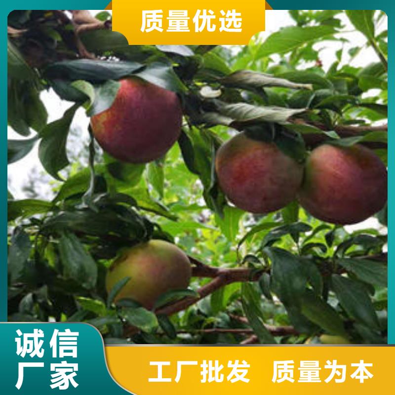 【李子苗花椒苗實力才是硬道理】