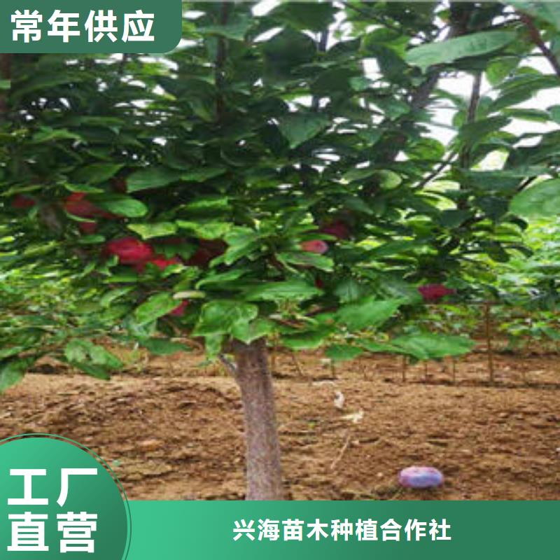 【李子苗花椒苗實(shí)力才是硬道理】