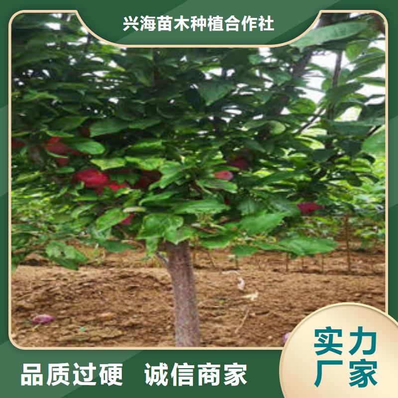 李子苗【梨樹苗】采購無憂