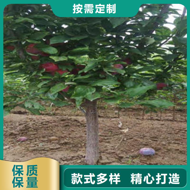 李子苗源頭廠家量大價優