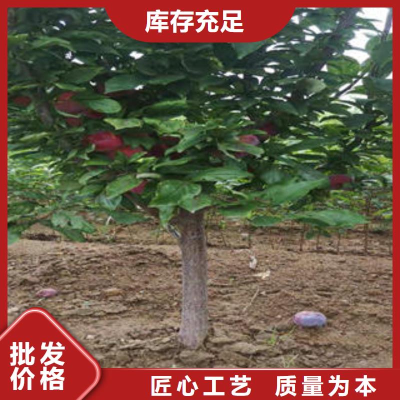 李子苗山楂苗有口皆碑