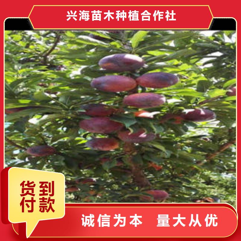 李子苗葡萄苗值得買