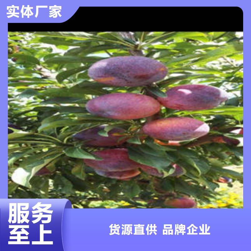 【李子苗花椒苗實力才是硬道理】