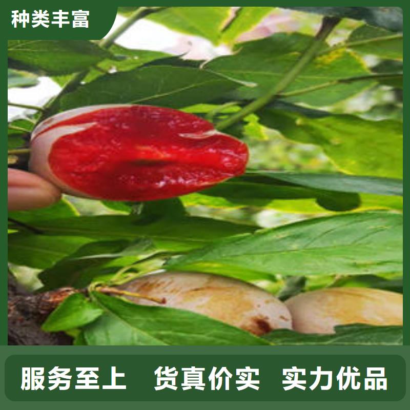 李子苗板栗苗規格齊全實力廠家