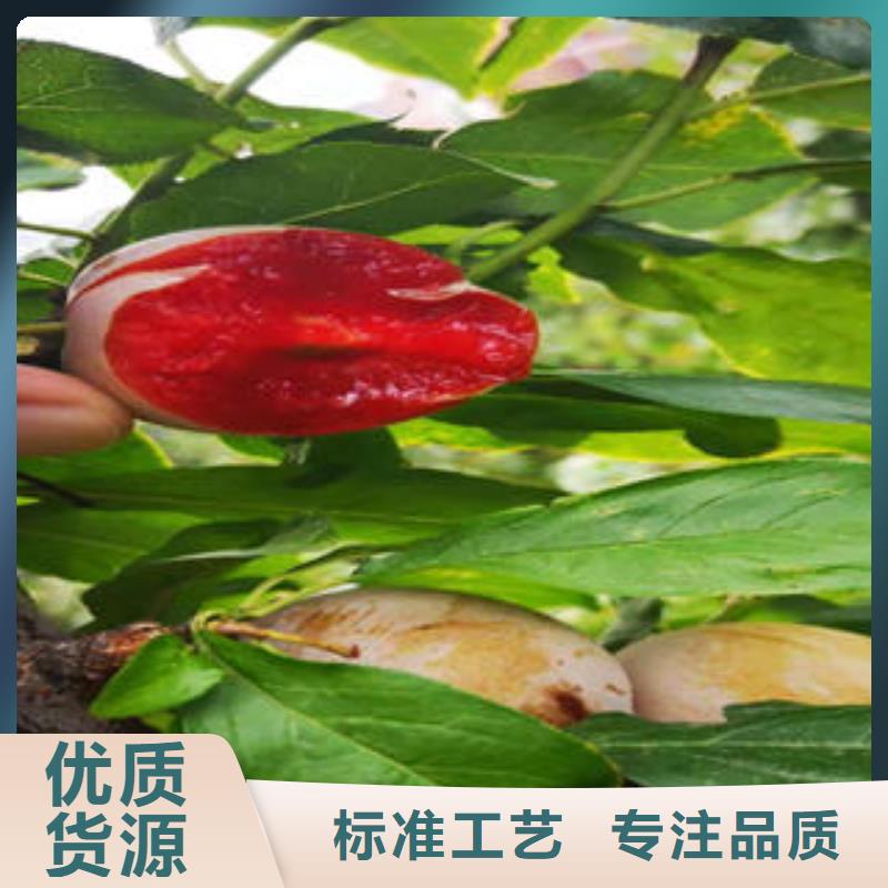 李子苗花椒苗商家直供