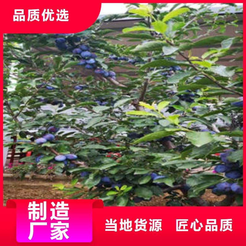 李子苗板栗苗市場行情