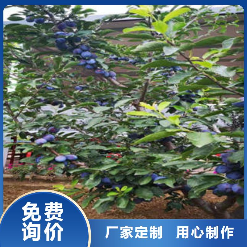 李子苗源頭廠家量大價優