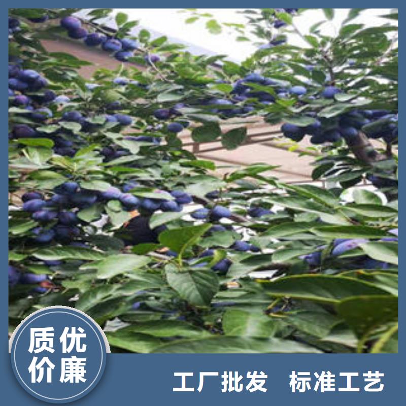 【李子苗花椒苗實力才是硬道理】