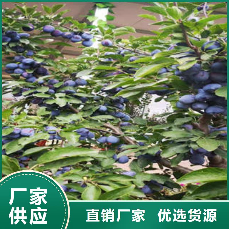 李子苗源頭廠家量大價優