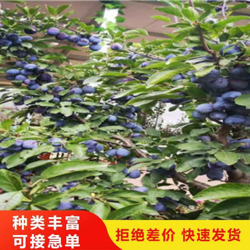 【李子苗花椒苗實(shí)力才是硬道理】