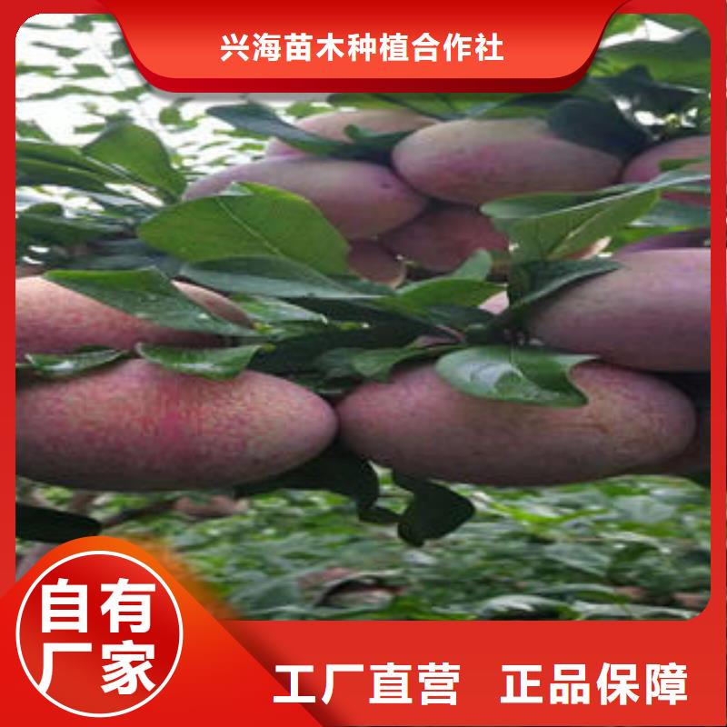 李子苗板栗苗規格齊全實力廠家