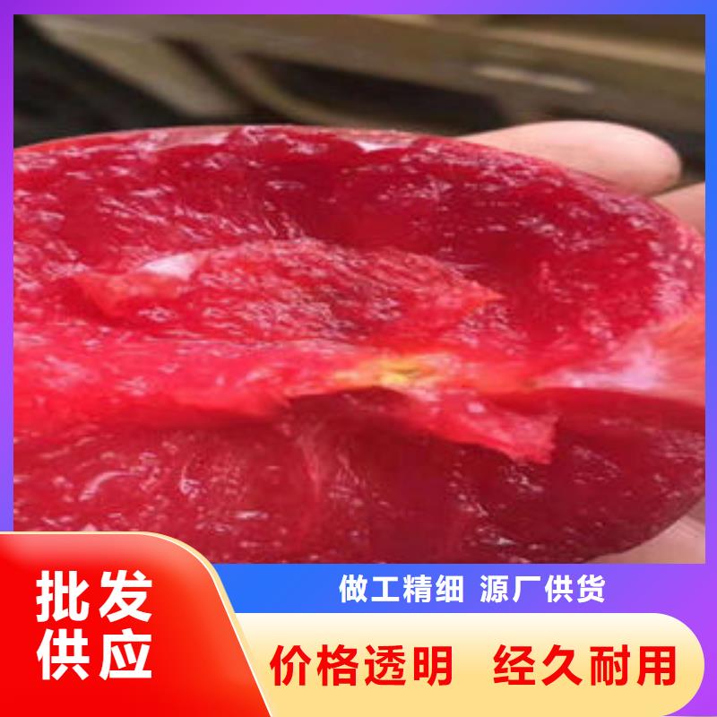 【李子苗花椒苗實(shí)力才是硬道理】