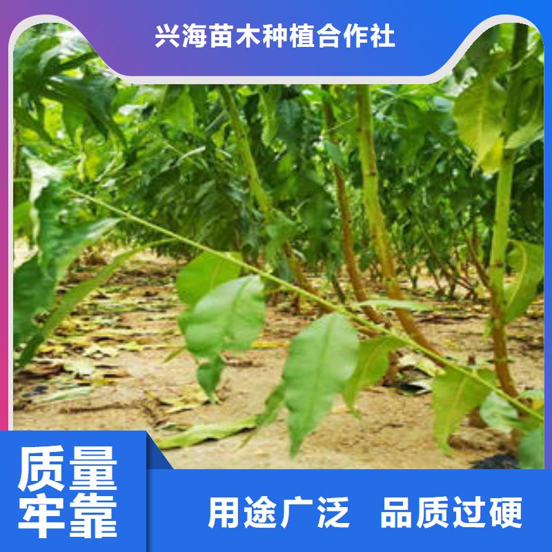 优质货源《兴海》李子苗苹果苗应用范围广泛