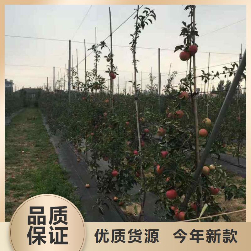 苹果苗蓝莓苗多种规格可选