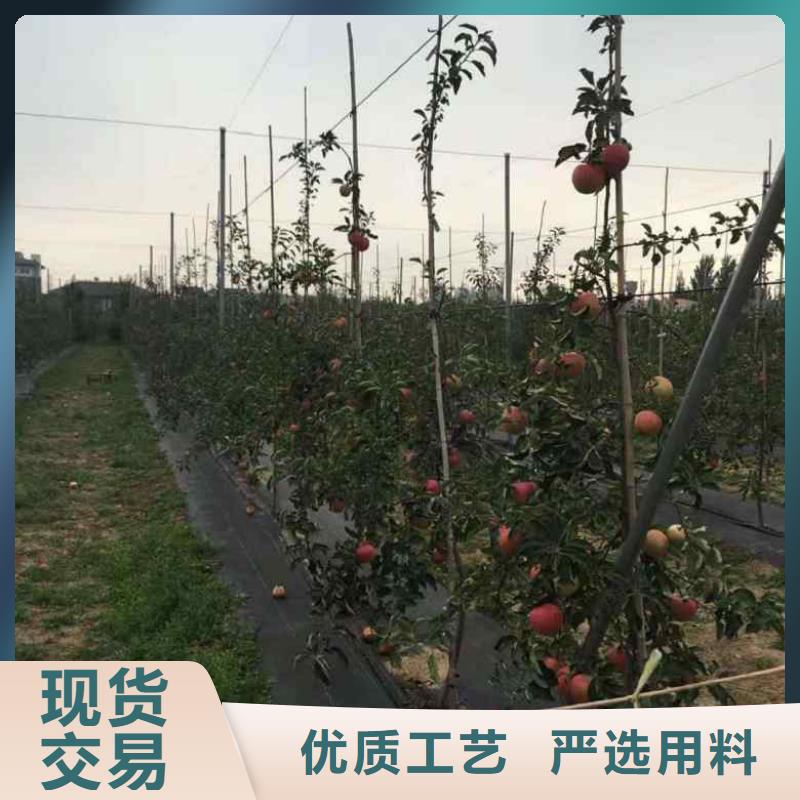 蘋果苗【藍莓苗】歡迎新老客戶垂詢