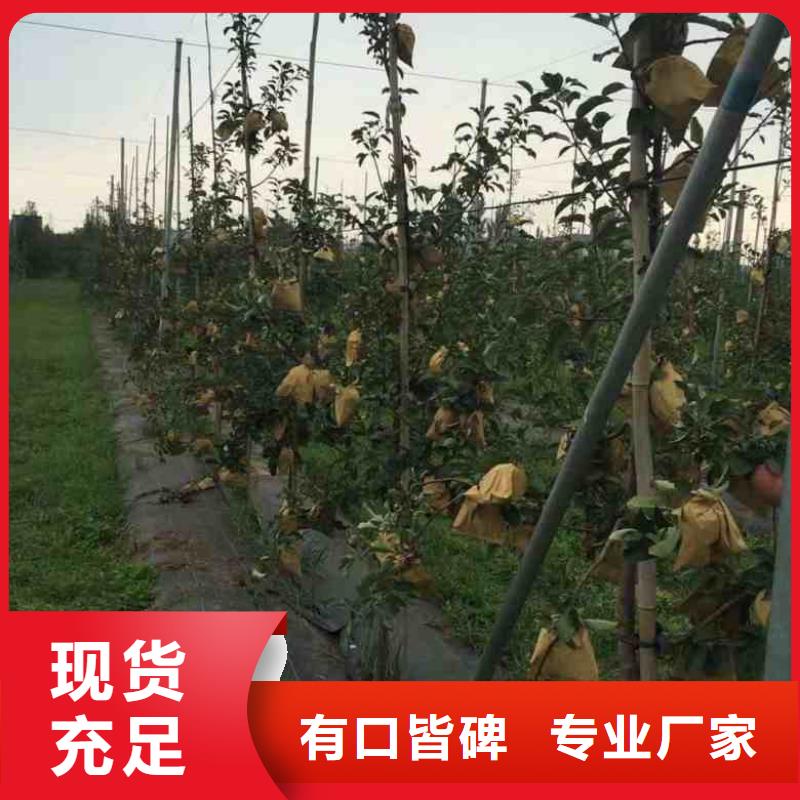 苹果苗梨树苗细节之处更加用心