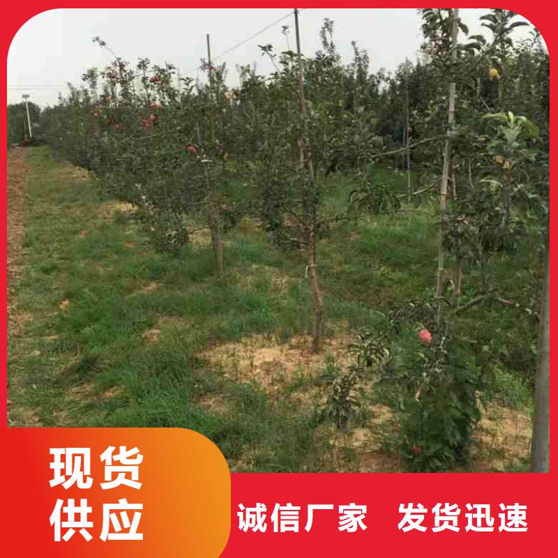 蘋果苗梨樹苗采購無憂