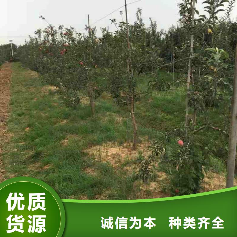 蘋果苗梨樹苗采購無憂