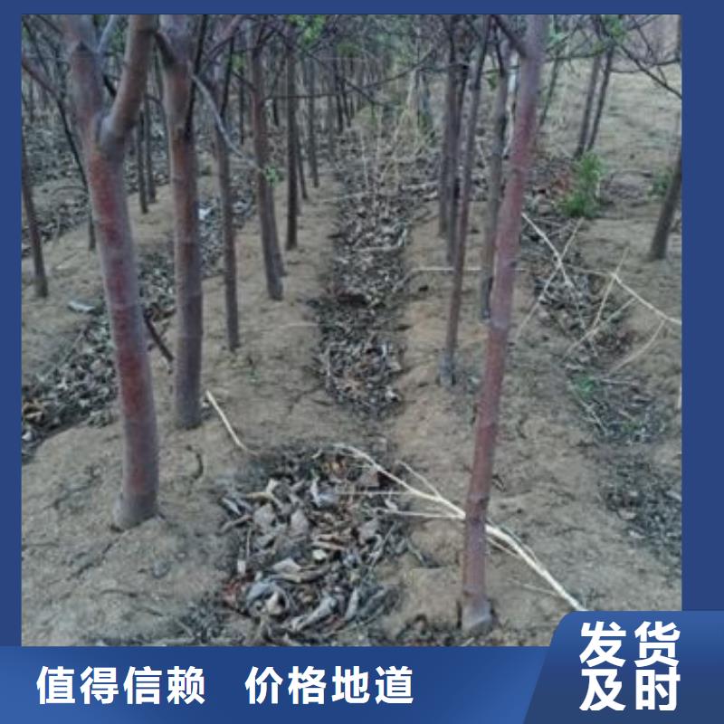 蘋果苗梨樹苗采購無憂