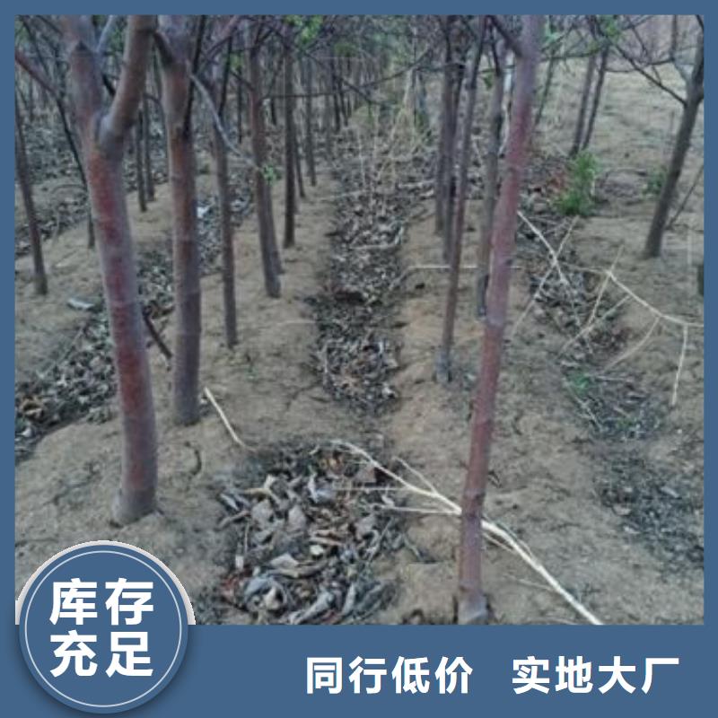 蘋果苗【板栗苗】放心得選擇