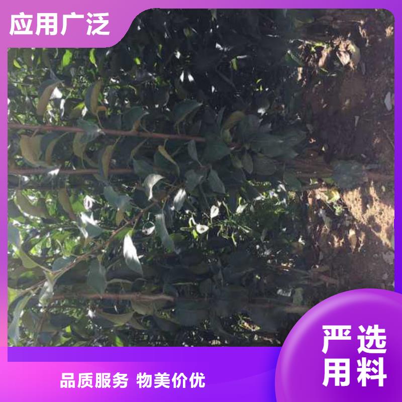蘋果苗核桃苗庫存充足