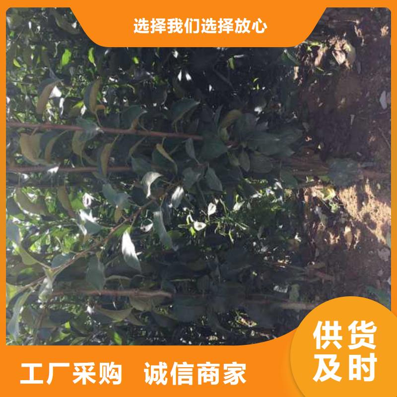 蘋果苗梨樹苗采購無憂