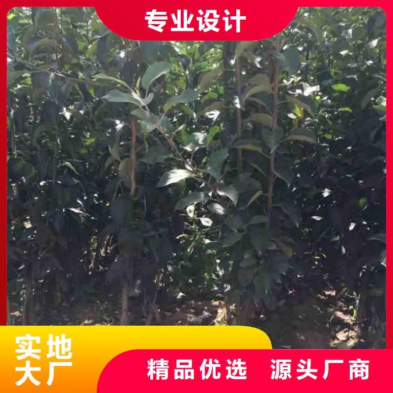 蘋果苗梨樹苗采購無憂