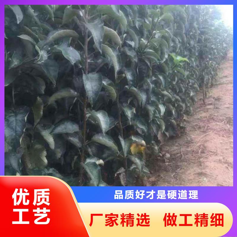 苹果苗_梨树苗符合行业标准